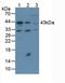 Actin Alpha 2, Smooth Muscle antibody, LS-C663103, Lifespan Biosciences, Western Blot image 