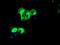 Receptor Accessory Protein 2 antibody, M11618, Boster Biological Technology, Immunofluorescence image 