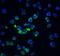 Apoptotic chromatin condensation inducer in the nucleus antibody, NBP1-76869, Novus Biologicals, Immunocytochemistry image 