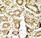 Myocyte Enhancer Factor 2A antibody, abx000452, Abbexa, Immunohistochemistry frozen image 