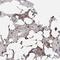 TRNA Methyltransferase 13 Homolog antibody, NBP1-84643, Novus Biologicals, Immunohistochemistry frozen image 