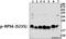 Eukaryotic Translation Initiation Factor 4E Binding Protein 1 antibody, A00968T46, Boster Biological Technology, Western Blot image 