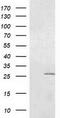 OTU Deubiquitinase, Ubiquitin Aldehyde Binding 2 antibody, CF501942, Origene, Western Blot image 