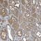 Rho GDP Dissociation Inhibitor Alpha antibody, NBP1-92333, Novus Biologicals, Immunohistochemistry paraffin image 