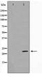 DIRAS Family GTPase 1 antibody, TA347639, Origene, Western Blot image 