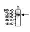 Heat Shock Protein Family D (Hsp60) Member 1 antibody, GTX25478, GeneTex, Immunoprecipitation image 