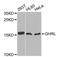 GHRL antibody, A1338, ABclonal Technology, Western Blot image 