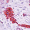 Trefoil Factor 1 antibody, LS-C87929, Lifespan Biosciences, Immunohistochemistry paraffin image 