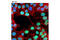 Lamin B2 antibody, 12255S, Cell Signaling Technology, Immunofluorescence image 