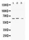 SYN2 antibody, PB10100, Boster Biological Technology, Western Blot image 