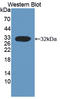 Calpain 3 antibody, LS-C373059, Lifespan Biosciences, Western Blot image 