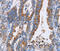 Annexin A4 antibody, MBS2519119, MyBioSource, Immunohistochemistry frozen image 