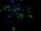 Reactive Oxygen Species Modulator 1 antibody, LS-C337919, Lifespan Biosciences, Immunofluorescence image 