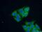 RNA methyltransferase-like protein 1 antibody, 14707-1-AP, Proteintech Group, Immunofluorescence image 