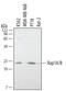 RAP1A, Member Of RAS Oncogene Family antibody, AF3767, R&D Systems, Western Blot image 