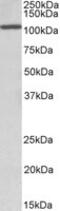 CCAAT/enhancer-binding protein zeta antibody, MBS422896, MyBioSource, Western Blot image 