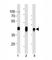 Major Histocompatibility Complex, Class I, G antibody, F53781-0.1ML, NSJ Bioreagents, Western Blot image 