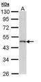 WW Domain Containing Oxidoreductase antibody, PA5-28709, Invitrogen Antibodies, Western Blot image 