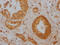Cell Division Cycle 42 antibody, CSB-RA177985A0HU, Cusabio, Immunohistochemistry frozen image 
