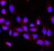 Cbl Proto-Oncogene antibody, PB9077, Boster Biological Technology, Immunofluorescence image 