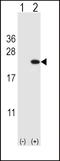 CFL1 antibody, LS-C168705, Lifespan Biosciences, Western Blot image 