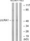 Leukocyte Immunoglobulin Like Receptor A1 antibody, abx014550, Abbexa, Western Blot image 