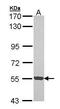 Cyclin Dependent Kinase 18 antibody, PA5-28326, Invitrogen Antibodies, Western Blot image 