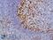Inducible T Cell Costimulator antibody, LS-C210350, Lifespan Biosciences, Immunohistochemistry paraffin image 