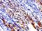 Interferon Lambda Receptor 1 antibody, orb157686, Biorbyt, Immunohistochemistry paraffin image 