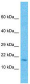 Family With Sequence Similarity 107 Member A antibody, TA346455, Origene, Western Blot image 