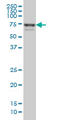 Myoneurin antibody, LS-C133786, Lifespan Biosciences, Western Blot image 