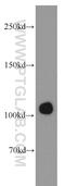 Insulin Degrading Enzyme antibody, 21728-1-AP, Proteintech Group, Western Blot image 