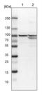 DnaJ Heat Shock Protein Family (Hsp40) Member C2 antibody, NBP1-82627, Novus Biologicals, Western Blot image 