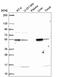 Glutamate dehydrogenase 1, mitochondrial antibody, HPA061369, Atlas Antibodies, Western Blot image 