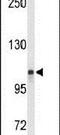 Lon Peptidase 2, Peroxisomal antibody, PA5-26630, Invitrogen Antibodies, Western Blot image 
