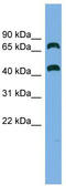 G1 To S Phase Transition 2 antibody, TA333760, Origene, Western Blot image 