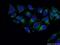 Lipopolysaccharide Induced TNF Factor antibody, 16797-1-AP, Proteintech Group, Immunofluorescence image 