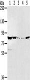 Salt Inducible Kinase 1 antibody, CSB-PA211930, Cusabio, Western Blot image 