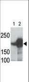 LDL Receptor Related Protein 5 antibody, LS-C100404, Lifespan Biosciences, Western Blot image 