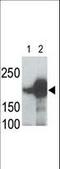 Low-density lipoprotein receptor-related protein 5 antibody, LS-C100404, Lifespan Biosciences, Western Blot image 