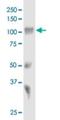 Sortilin 1 antibody, H00006272-M01, Novus Biologicals, Western Blot image 