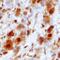 Proteasome Subunit Alpha 1 antibody, AF7565, R&D Systems, Immunohistochemistry paraffin image 