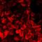 Bleomycin hydrolase antibody, LS-C667715, Lifespan Biosciences, Immunofluorescence image 