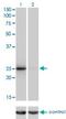 THAP domain-containing protein 1 antibody, H00055145-M01, Novus Biologicals, Western Blot image 