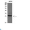 Tryptase Delta 1 antibody, LS-C813570, Lifespan Biosciences, Western Blot image 