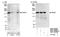Misshapen Like Kinase 1 antibody, NBP1-22990, Novus Biologicals, Western Blot image 