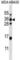 ELOVL Fatty Acid Elongase 5 antibody, abx027040, Abbexa, Western Blot image 