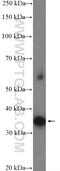 Syntaxin 3 antibody, 15556-1-AP, Proteintech Group, Western Blot image 