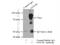 Golgi Membrane Protein 1 antibody, 15126-1-AP, Proteintech Group, Immunoprecipitation image 