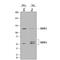 Sterol Regulatory Element Binding Transcription Factor 2 antibody, MAB7119, R&D Systems, Western Blot image 